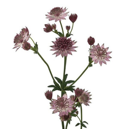 Astrantias Light Pink 70cm flo