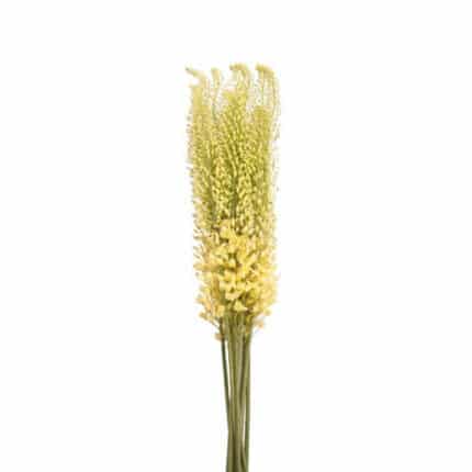 Eremurus Yellow cramer(5st)