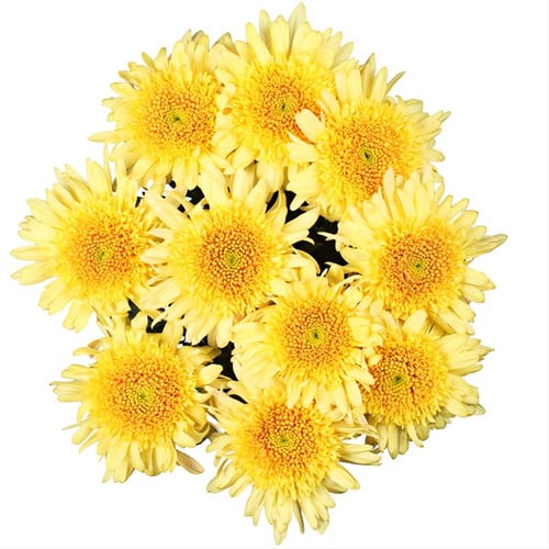 690a1f86-b2c7-438f-a7aa-7cf000b442f5.jpg Mum Cremon Yellow multiflor - Image 1
