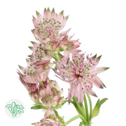 Astrantias Light Pink florsani