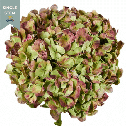Hydrangea Antique Red fresca(S
