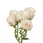 Rose Spray White Maj sunrite