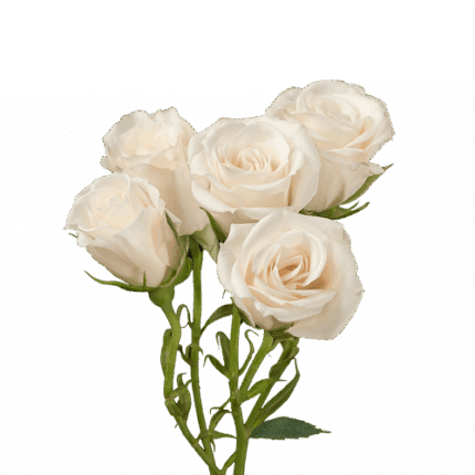 Rose Spray White Maj sunrite