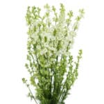 Larkspur White rio - Image 2