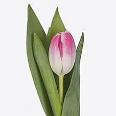 Tulip Florence holl super