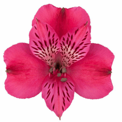 Alstro Hot Pink golden sel