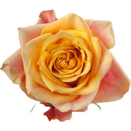 Rose CherryBrandy 40cm rprima