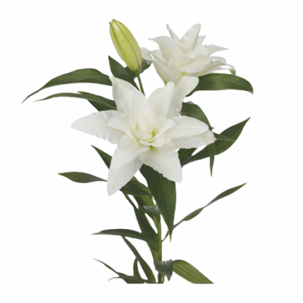 Lily Rose Dbl Aretha 4/5 holl
