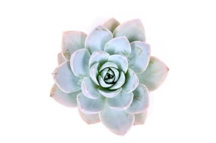Succelent Blue Lotus holl