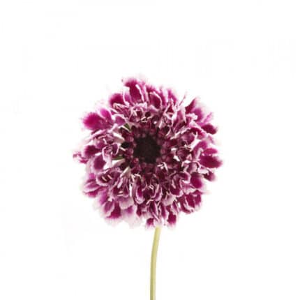 Scabiosa Purple White aviv