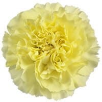 Carn Sel. Yellow golden
