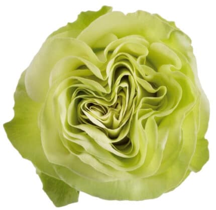 Rose Wasabi 70cm sunrite