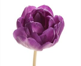 Tulip Purple Peony dbl holl super