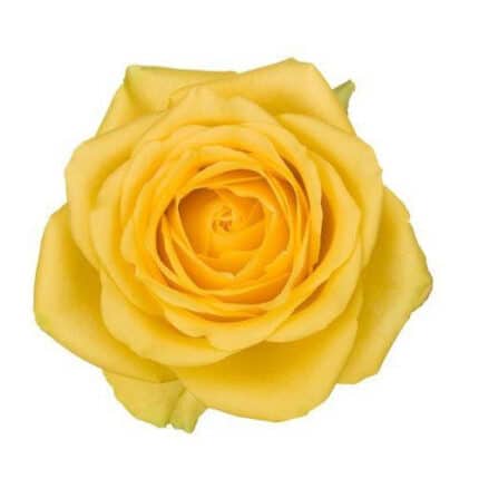 Rose Latina 80cm rprima
