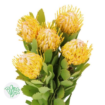 Pins Yellow (stm) holex