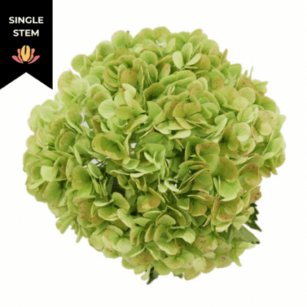Hydrangea Green Antique tessa (stem)