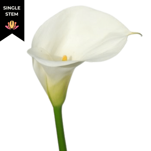 69a168c8-c3fe-4076-8c7c-58b2beab161a.png Calla White cont sel(STEM) - Image 1