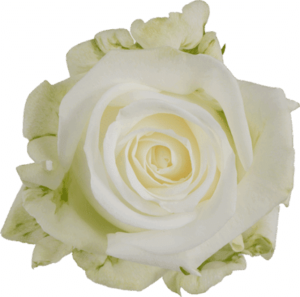 Rose Tundra 50cm rprima