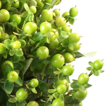 Hypericum lemon grn rio