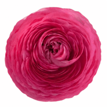 Ranunculus Hot Pink rprima