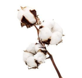 Cotton pajaro(STEM)