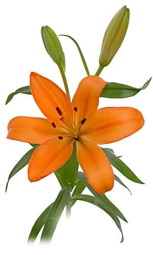 Lily La Orange bella