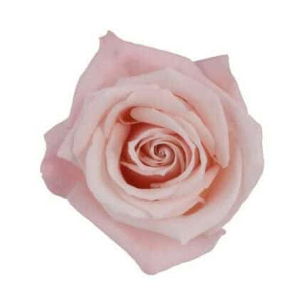 Rose Sweet Esco 40cm fl comp