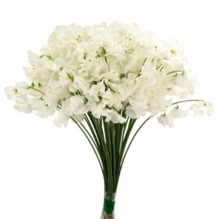 Sweet Pea White fresca