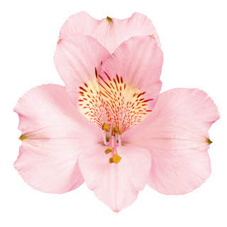 Alstro. Pink continental