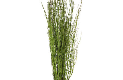 Birch w/Green Moss 5stm