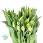 Tulip Strong Gold Xtra holl - Image 2
