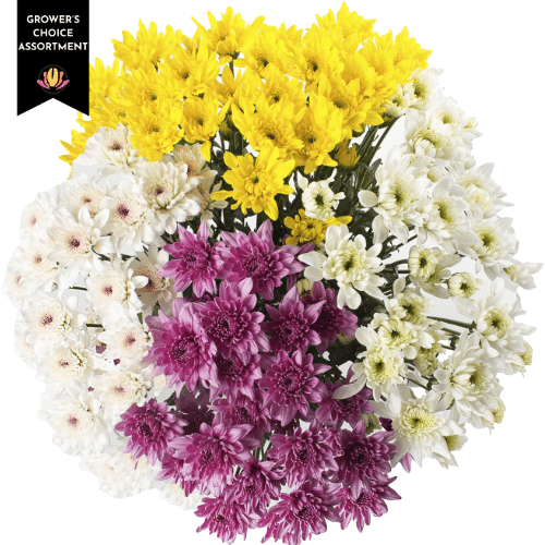 6a153f73-1598-43af-bdac-68308d23609e.png Pom Asst CD X12 BM - Image 1