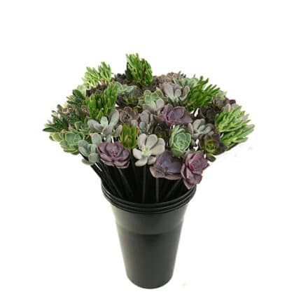 Succulent Asst on Stick holex(