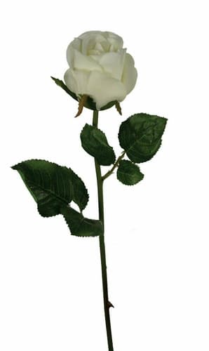 Rose bud 19" white 1dz