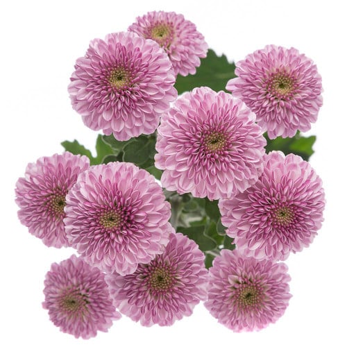 6a57f057-5eca-4989-9d87-f9ab9e90abbf.jpg Pom Button Nov. Lavender Rio - Image 1