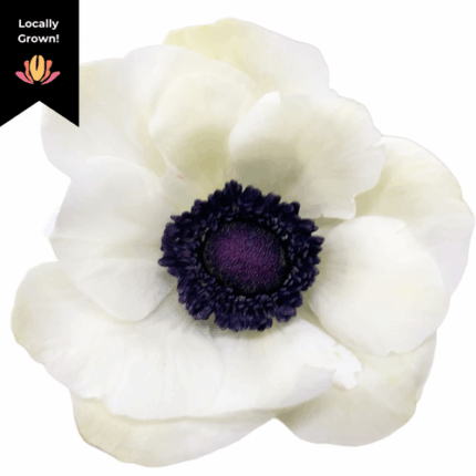 Anemone White hendricks