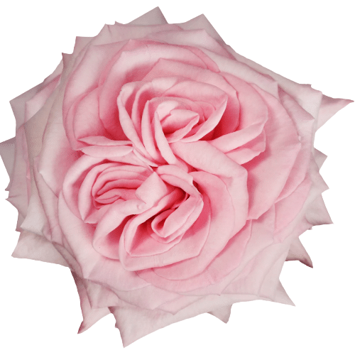 6a6d33e7-6d37-4e81-a4ce-21753a719f57.png Rose Gdn Pink ohara trilogy(25 - Image 1