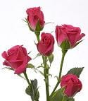 RoseSpray LovelyLydia sole.