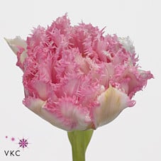 Tulip Crispion Love holl xtra