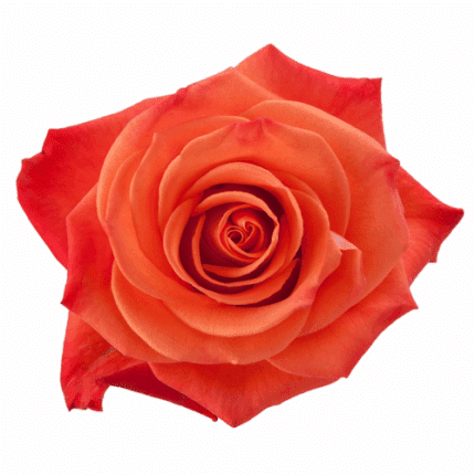 Rose OrangeCrush 60cm tessa