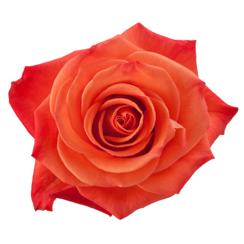 6a77b27c-0d32-4fae-80b1-2d6543aa68e6.png Rose OrangeCrush 60cm tessa - Image 1