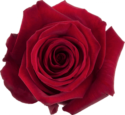 Rose Finally 60cm(100case)rpri