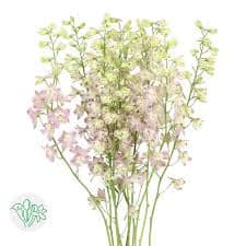 Delph Belladonna Trick Pink ho