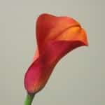 Calla red mango sande