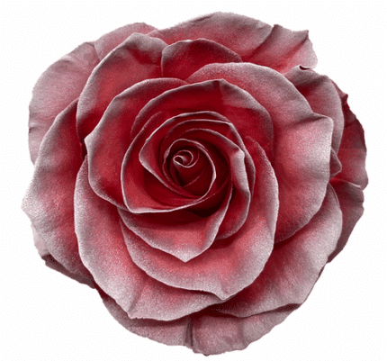 Rose Fake Snow 60cm florecal