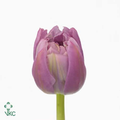 6a8fc673-01d9-4b0f-ada8-e98088a19348.jpg Tulip Dbl Double Price s.v. - Image 1