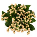 Hypericum Coco Casino holl - HYP COCO CAS