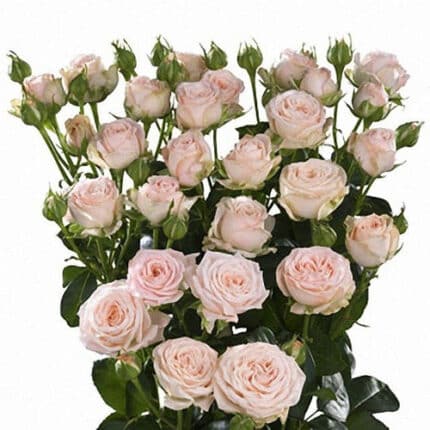RoseSpray Volans rfi - SR VOL
