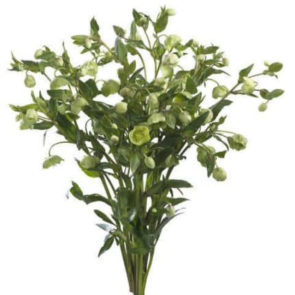 Helleborus Lt Green holl
