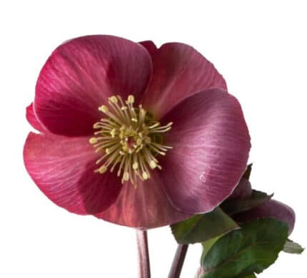 Helleborous Magenta chile